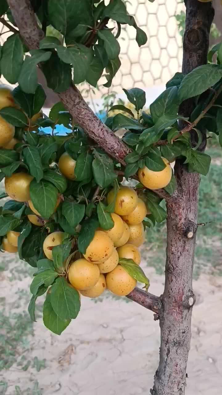 مجموعه نهالستان نصیری|خدمات باغبانی و درختکاری|خسروشاه, |دیوار