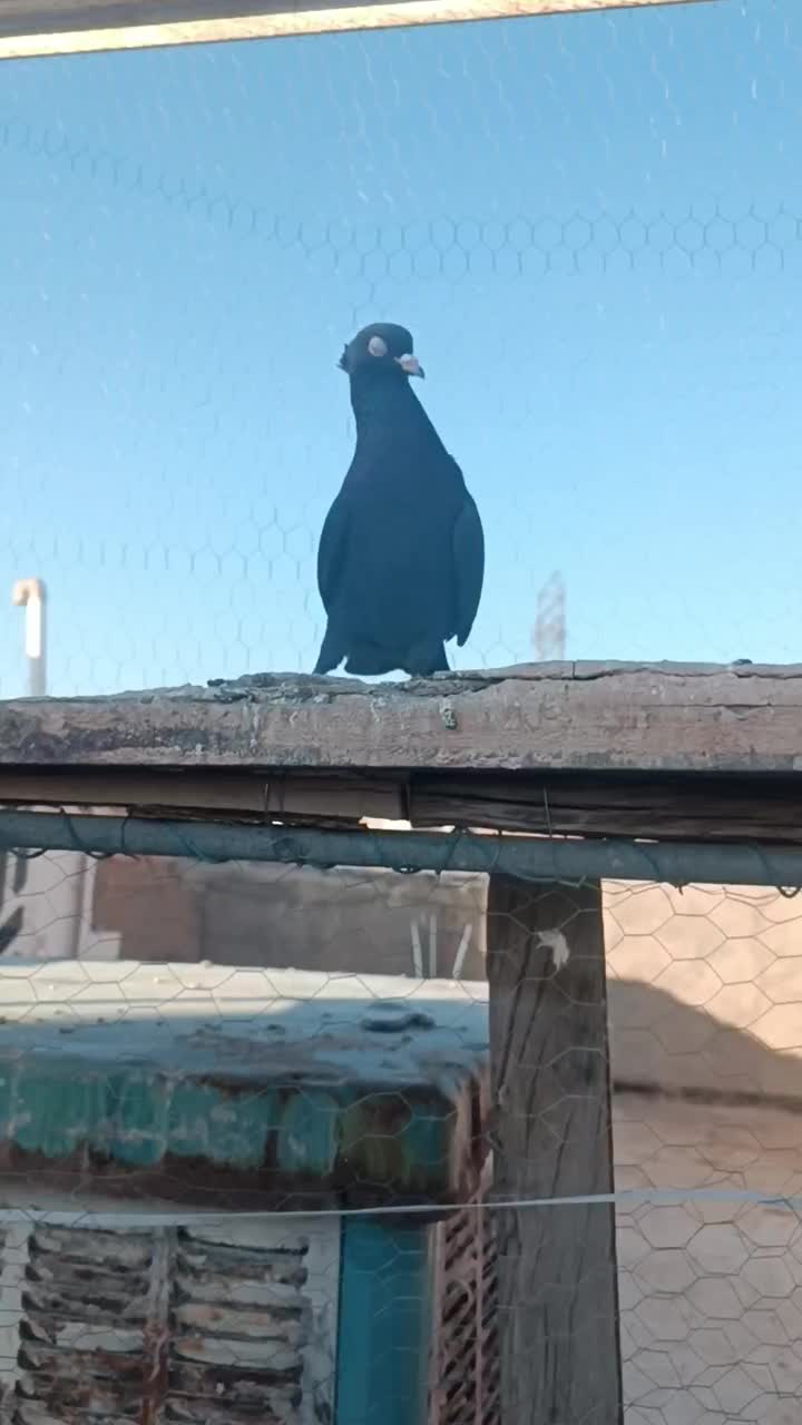 کلاغ رسمی|پرنده|سبزوار, قصبه شرقی|دیوار