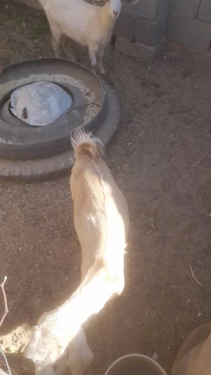 فروش بزوبزغاله|حیوانات مزرعه|فردوس (خراسان), |دیوار