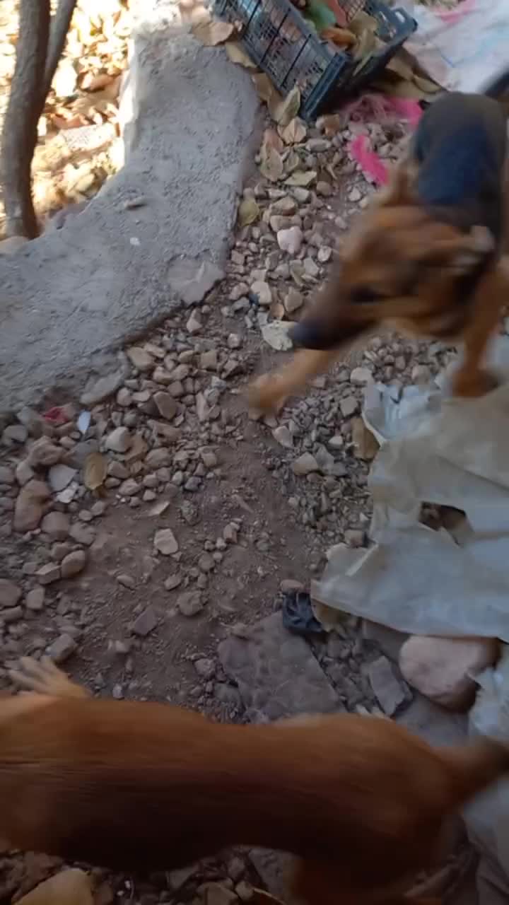 سگ ژرمن|سگ|اسفراین, |دیوار