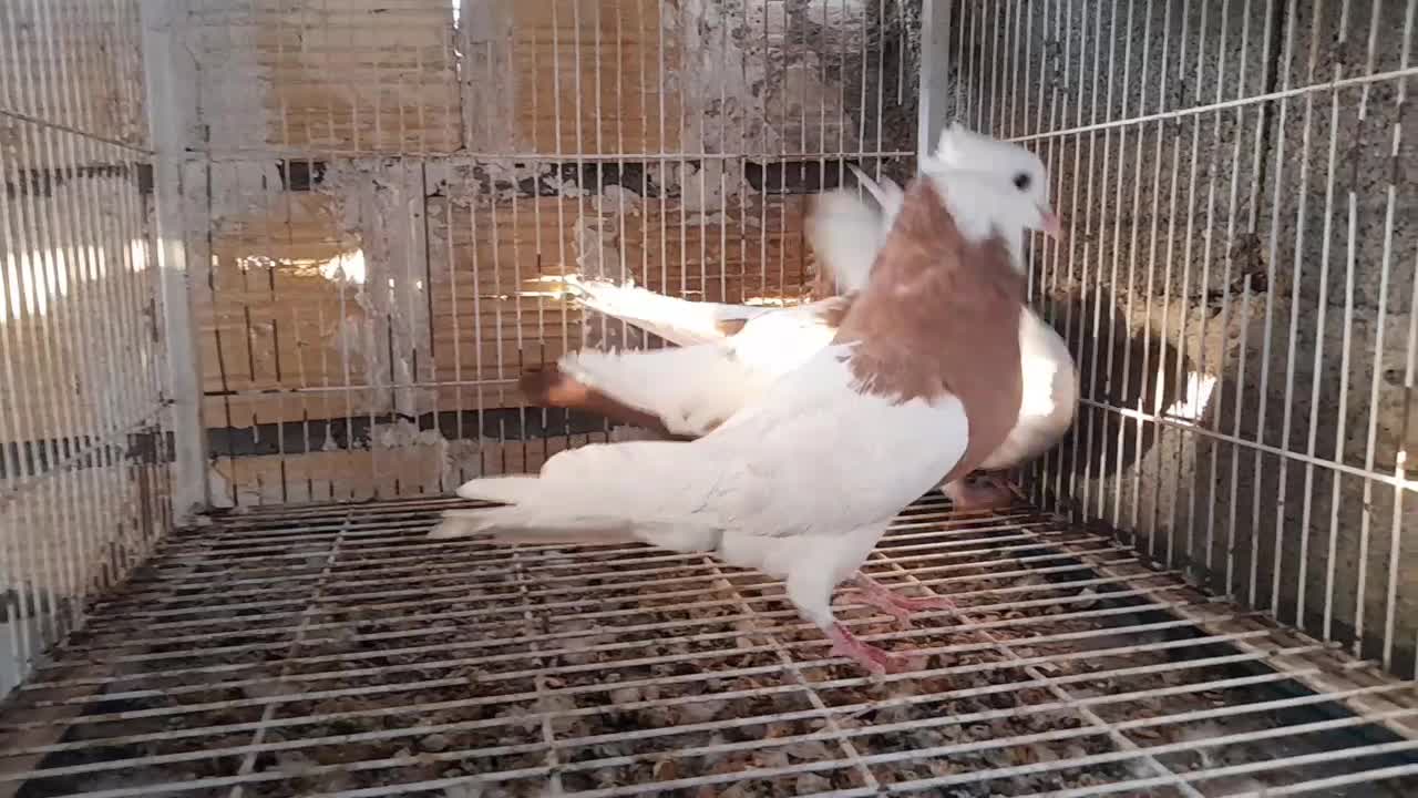 سینه سرخ طوقی کرمانشاهی|پرنده|شیراز, بید زرد|دیوار