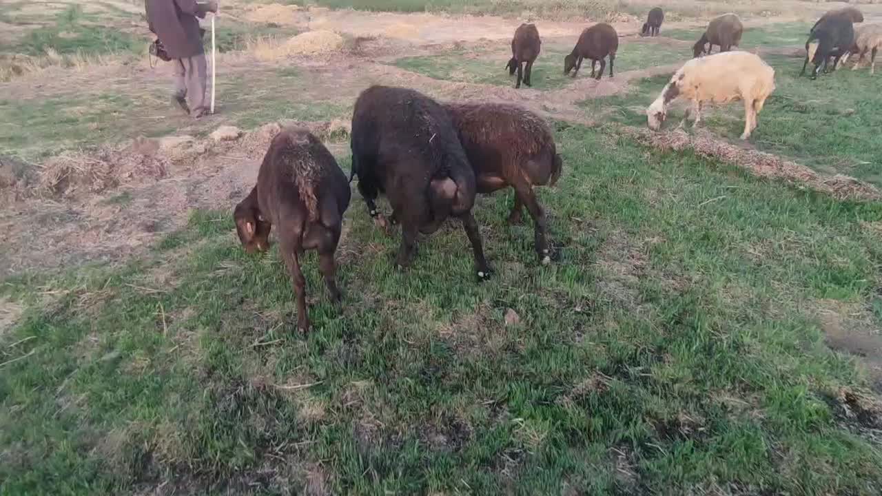 یک راس قوچ|حیوانات مزرعه|تربت جام, شیخ احمد جامی|دیوار