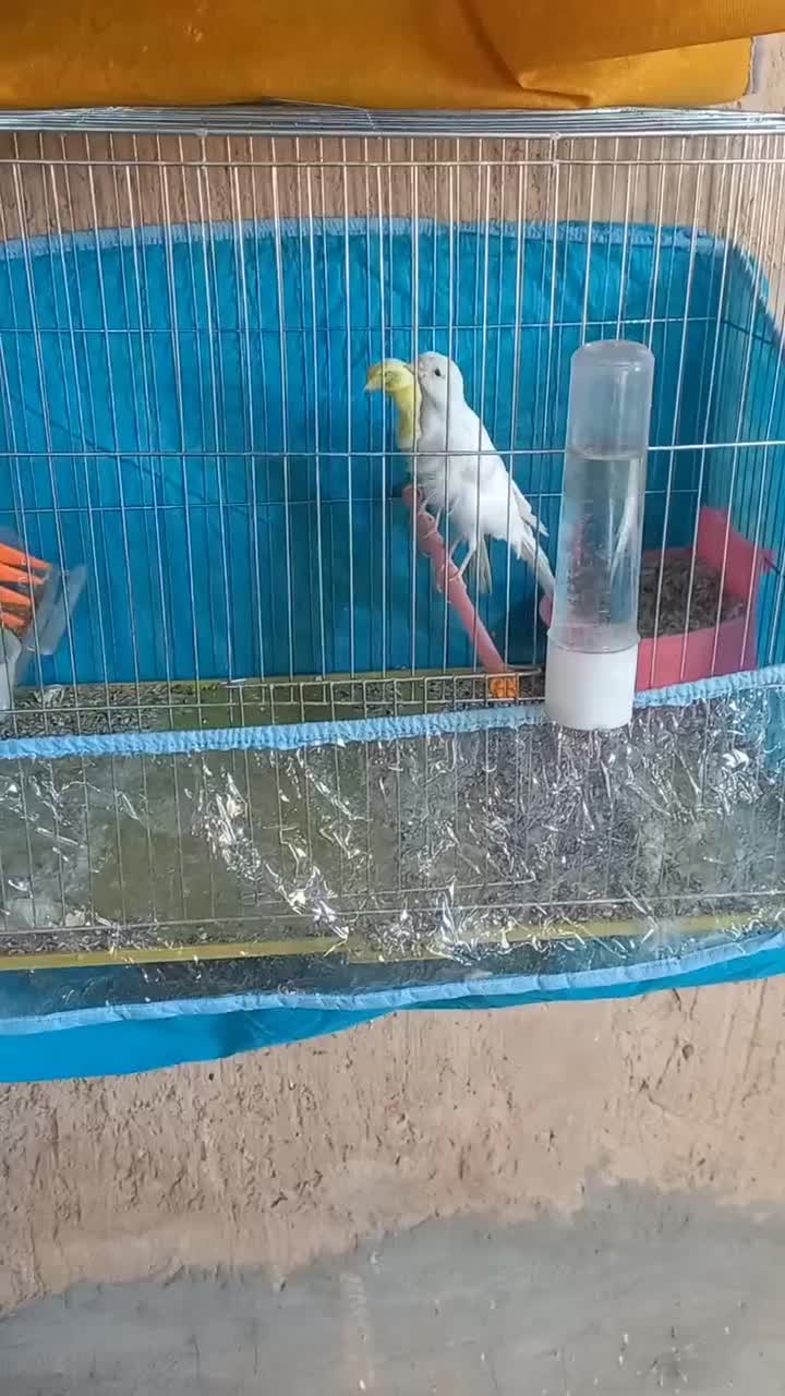 قناری|پرنده|فسا, |دیوار