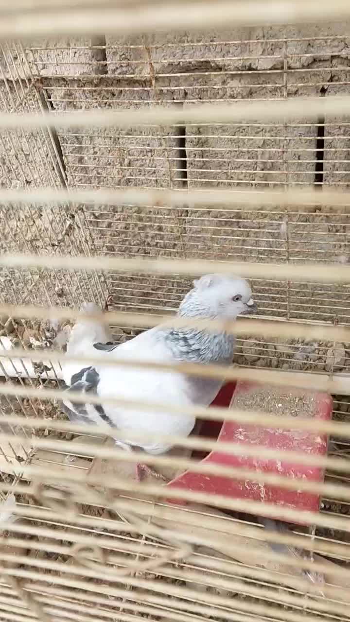 کبوتر شامی دم سفید|پرنده|برازجان, |دیوار