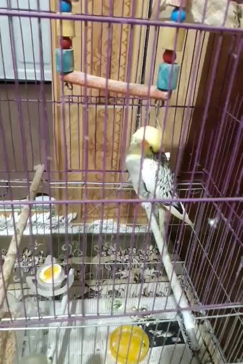 عروس هلندی|پرنده|بروجرد, |دیوار