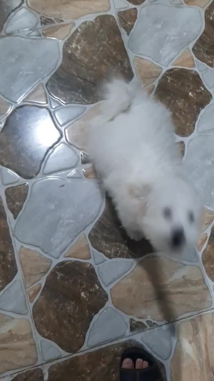 سگ اصل شیتزو|سگ|اندیمشک, |دیوار