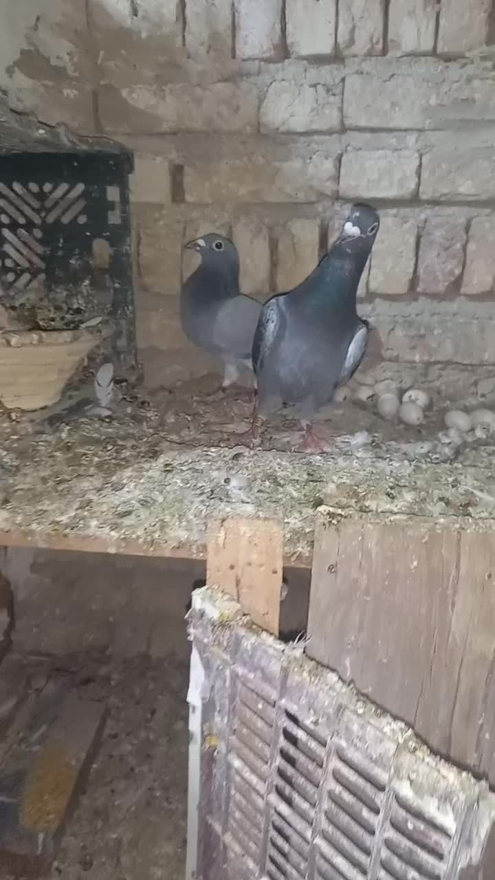 شامی|پرنده|تبریز, |دیوار