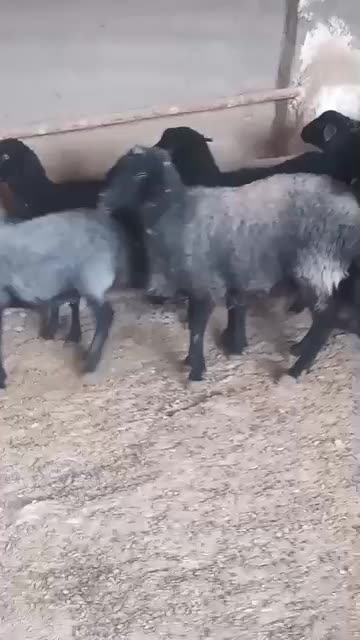 میش سیا سام|حیوانات مزرعه|بومهن, |دیوار