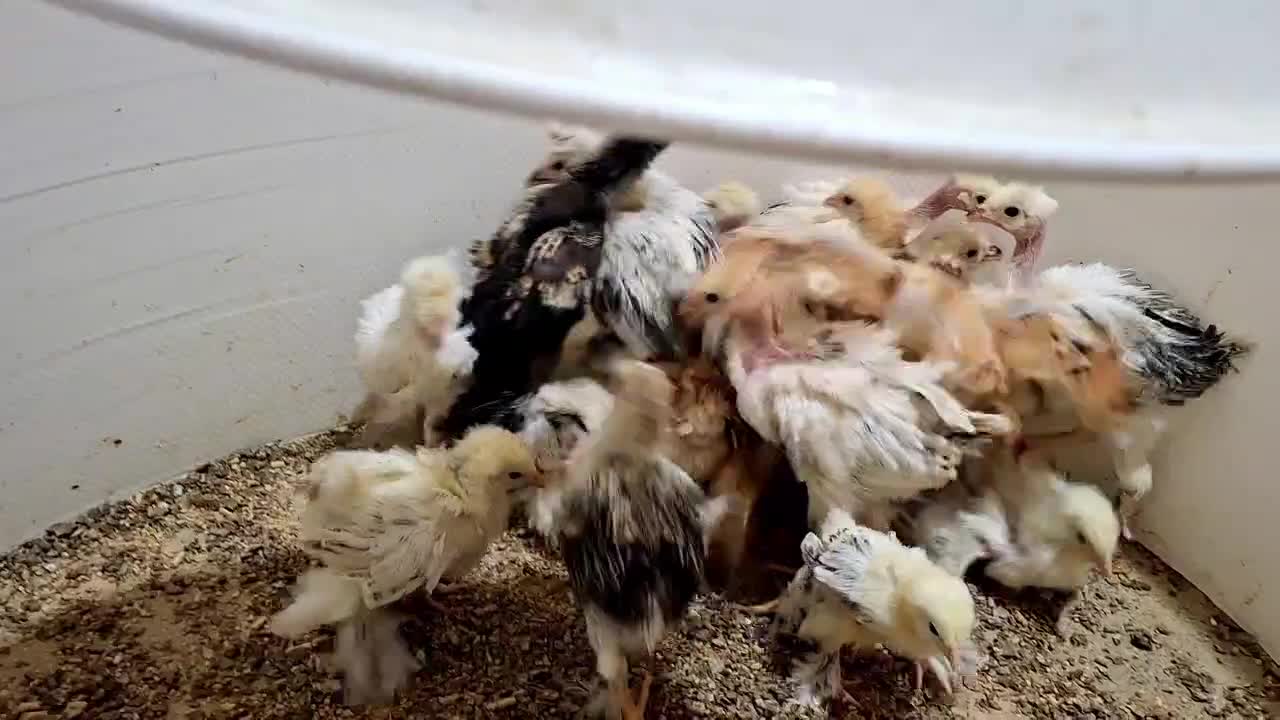 جوجه مرغ برهما،کوشین،گردن‌لخت از مولدهای خالص|حیوانات مزرعه|رودشت (اصفهان), |دیوار