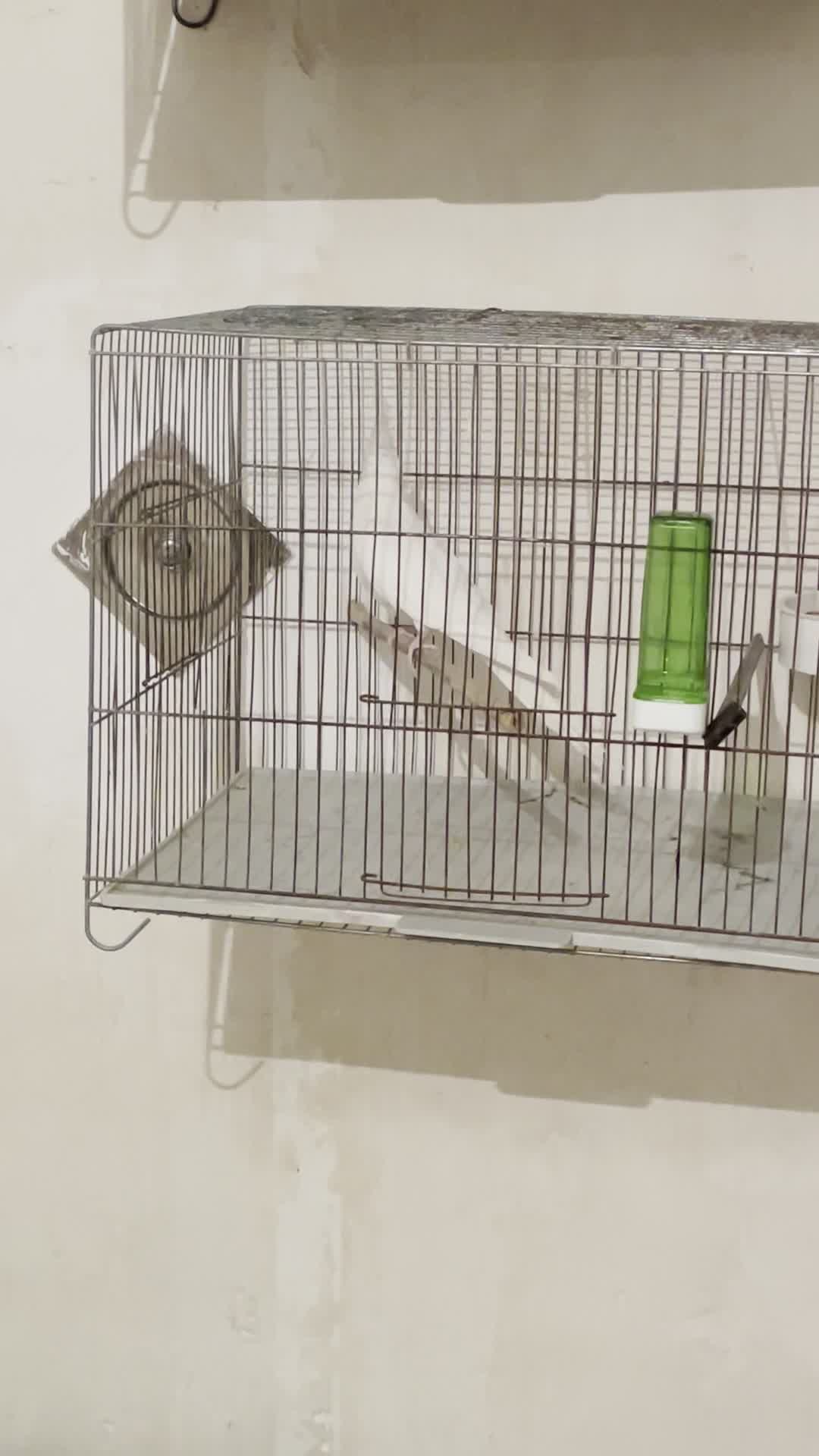 عروس هلندی البینو|پرنده|مشگین شهر, |دیوار