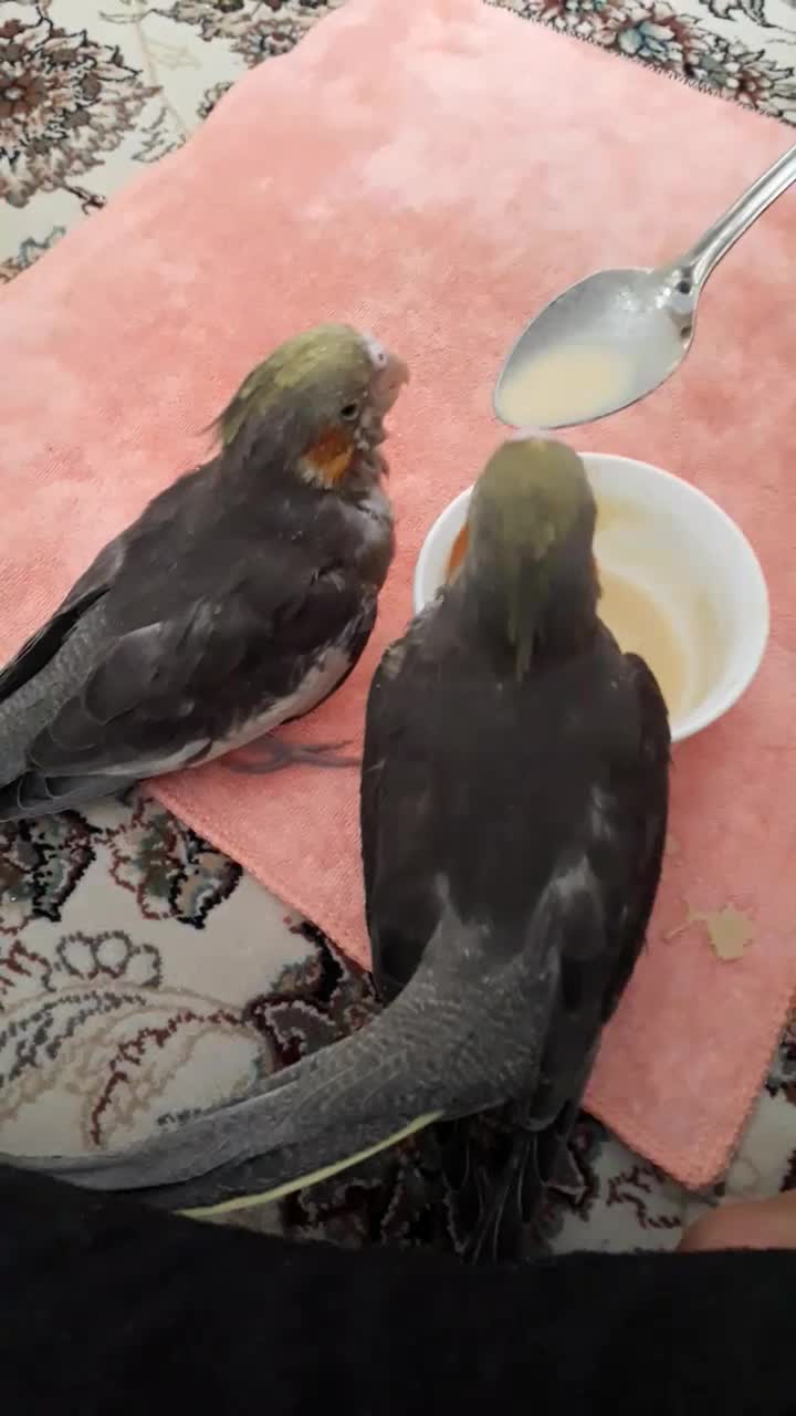 طوطی عروس هلندی جفت مولد|پرنده|رودهن, |دیوار