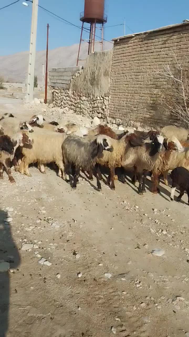 ۰۰۰|حیوانات مزرعه|فیروزآباد (فارس), |دیوار