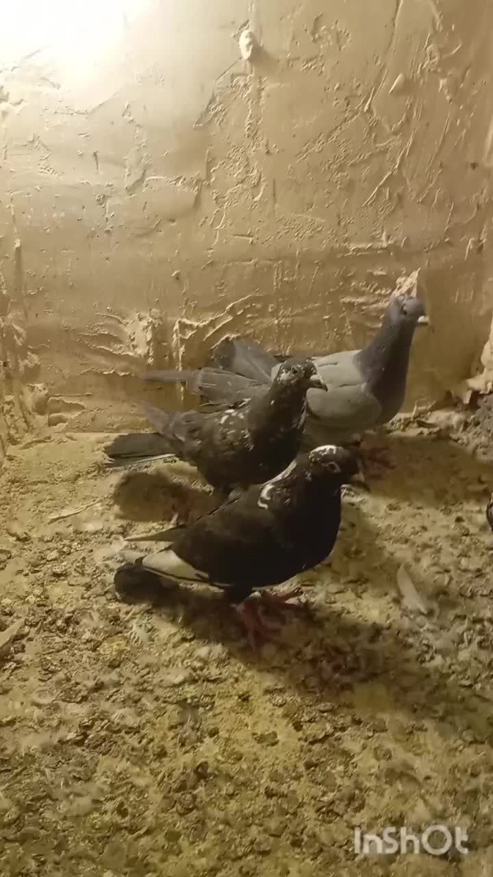 کفتر پرشی|پرنده|تربتحیدریه, پائین ولایت|دیوار