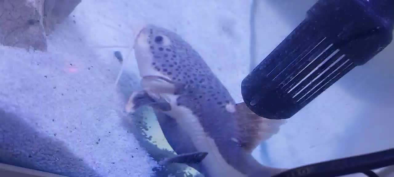 ردتیل ۲۳ سانتی بزرگ|ماهی|بندرعباس, |دیوار