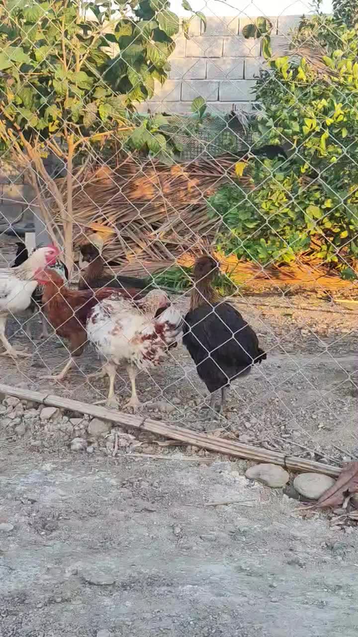 مرغ|حیوانات مزرعه|شمیل, |دیوار