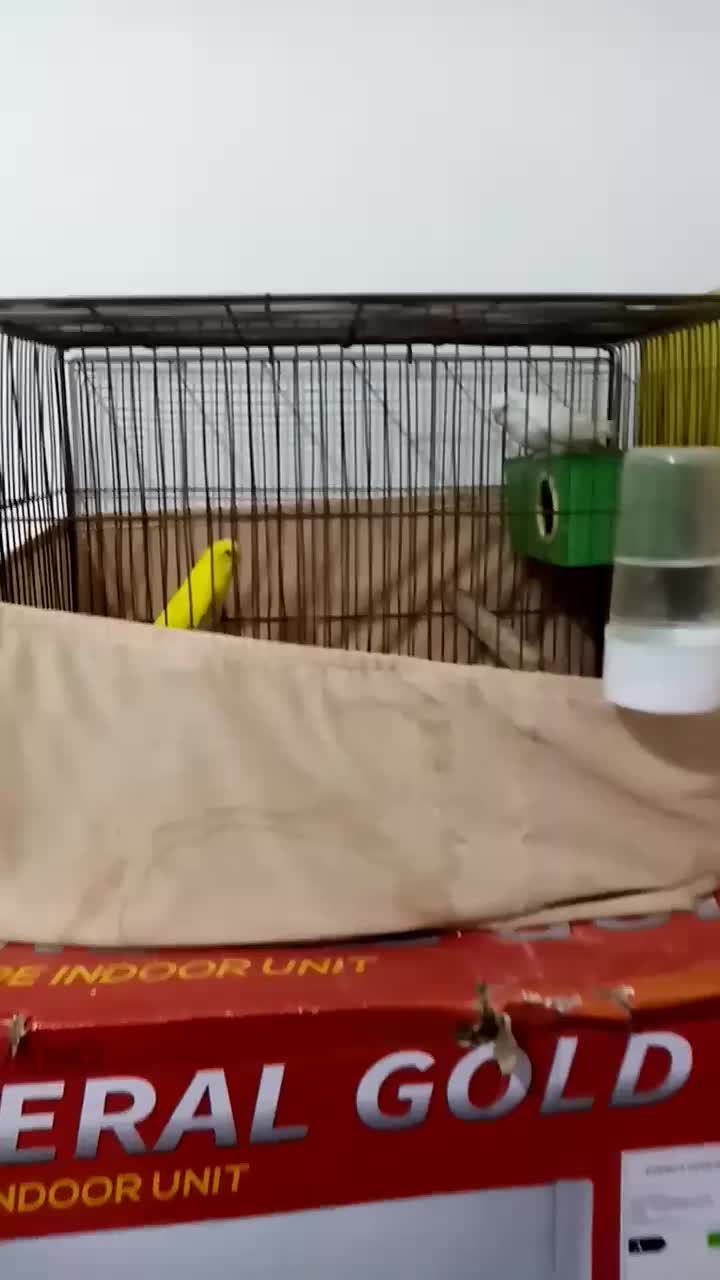 مرغ عشق جفت|پرنده|اشتهارد, |دیوار