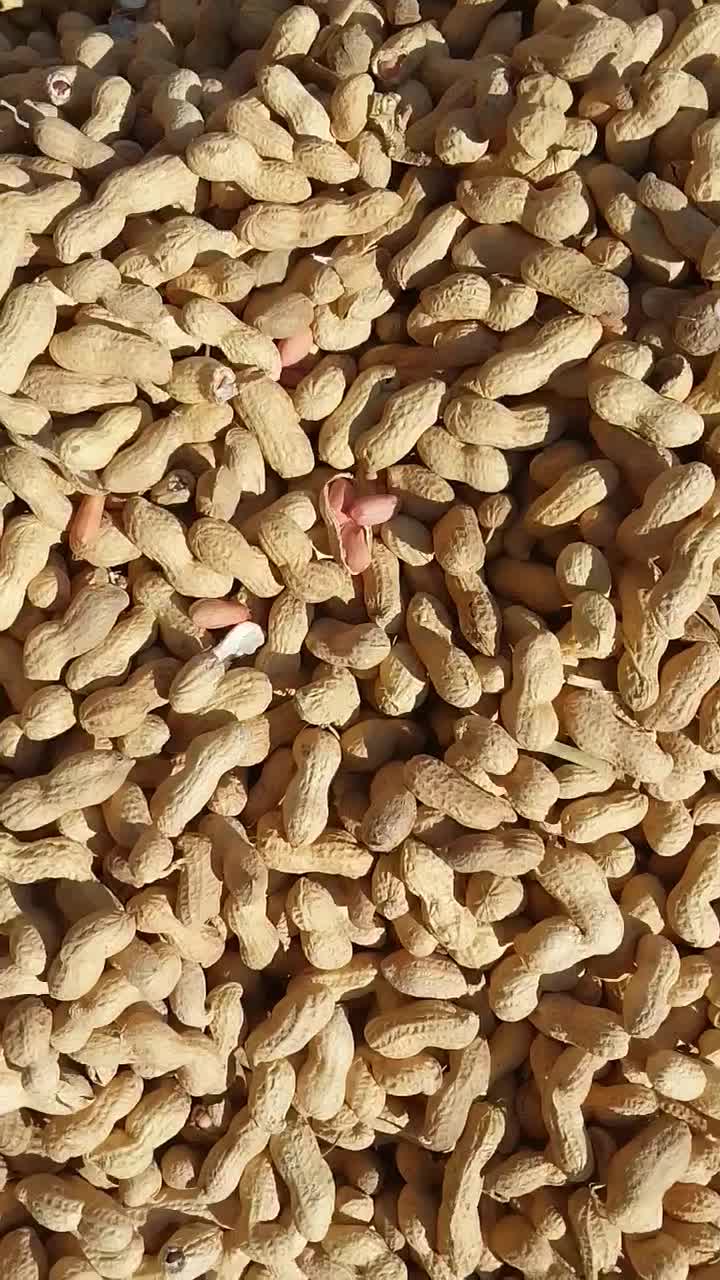 بادام زمینی|خوردنی و آشامیدنی|پارس‌آباد, |دیوار