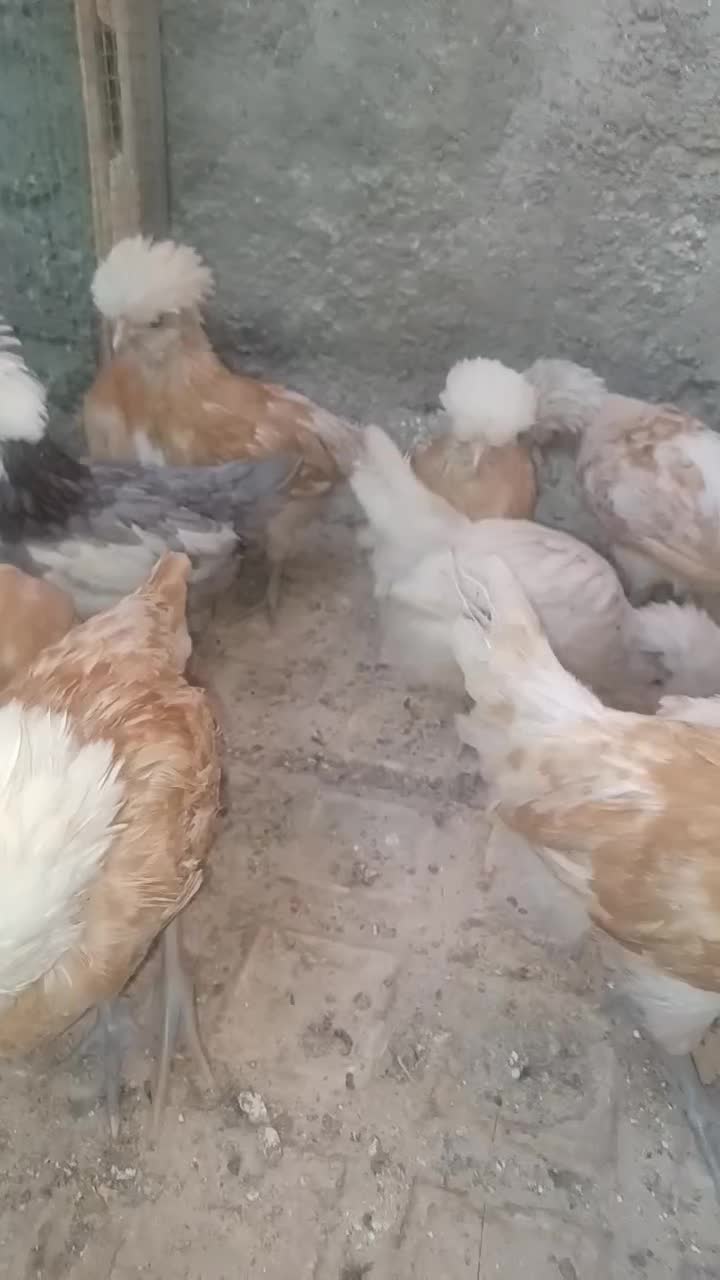 جوجه پولند|حیوانات مزرعه|کاشان, فین کوچک|دیوار