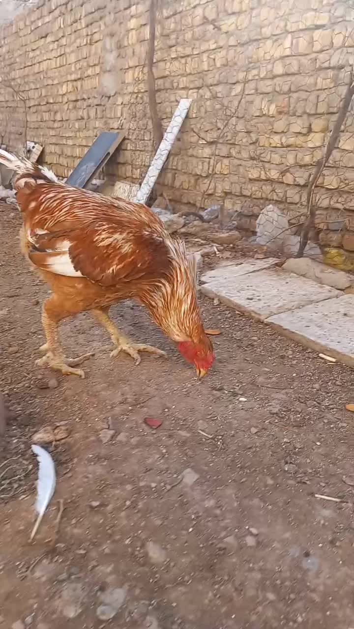 لاری|حیوانات مزرعه|بوئین زهرا, |دیوار