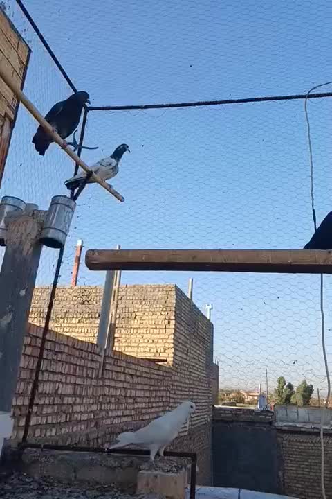 کفتر پرشی|پرنده|ساوه, |دیوار