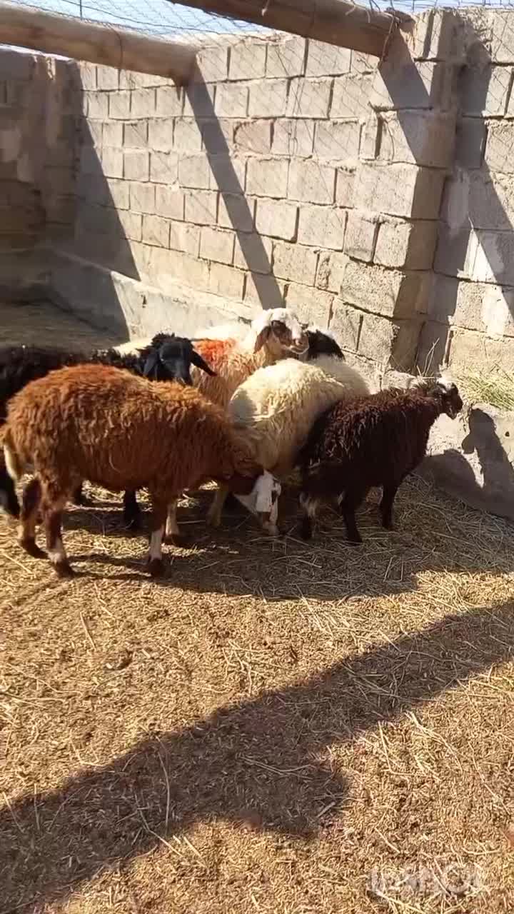 ۷ بره|حیوانات مزرعه|فردوس (خراسان), |دیوار