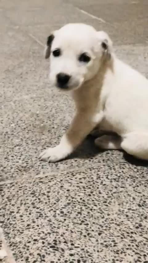 فروشی|سگ|قشم, |دیوار