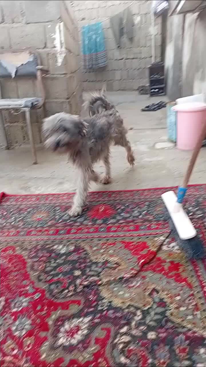 فروشی|سگ|قشم, |دیوار