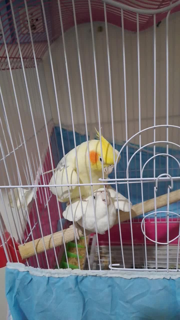 جفت عروس دوکت مولد سخنگو باقفس شیک|پرنده|دورود, |دیوار