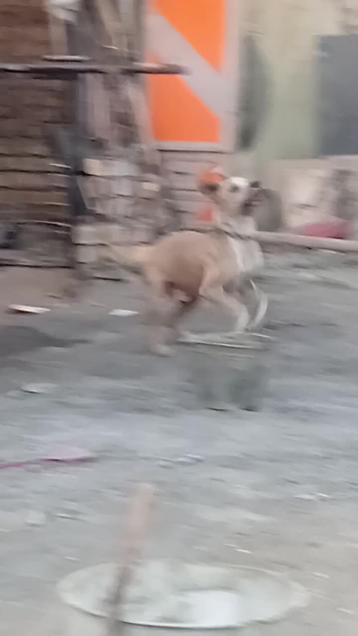 سگ پیت بول|سگ|کاشان, فاز ۲ ناجی آباد|دیوار