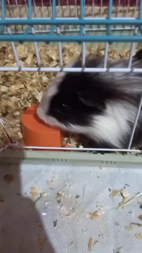 همستر، خوکچه هندی|موش و خرگوش|اهواز, آریاشهر|دیوار