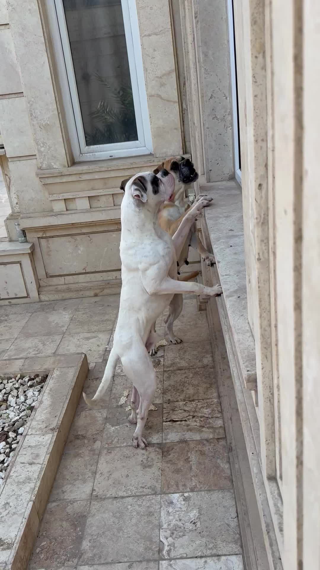 فروش سگ اصیرباکسر|سگ|پاکدشت, پاکدشت (مامازند)|دیوار