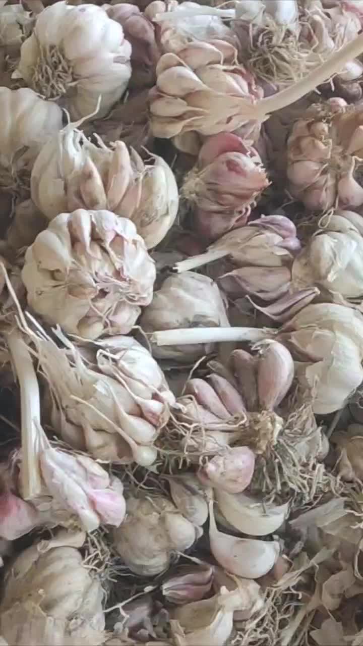 سیر محلی|خوردنی و آشامیدنی|شیراز, ظفرآباد|دیوار