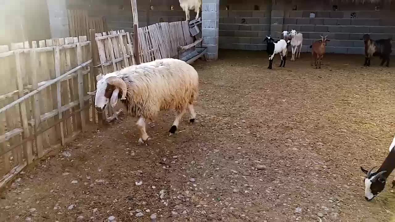 شیشک قوچ|حیوانات مزرعه|جم, |دیوار