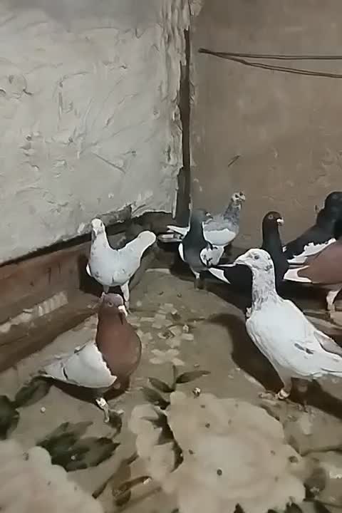 کبوتر|پرنده|الوند, |دیوار