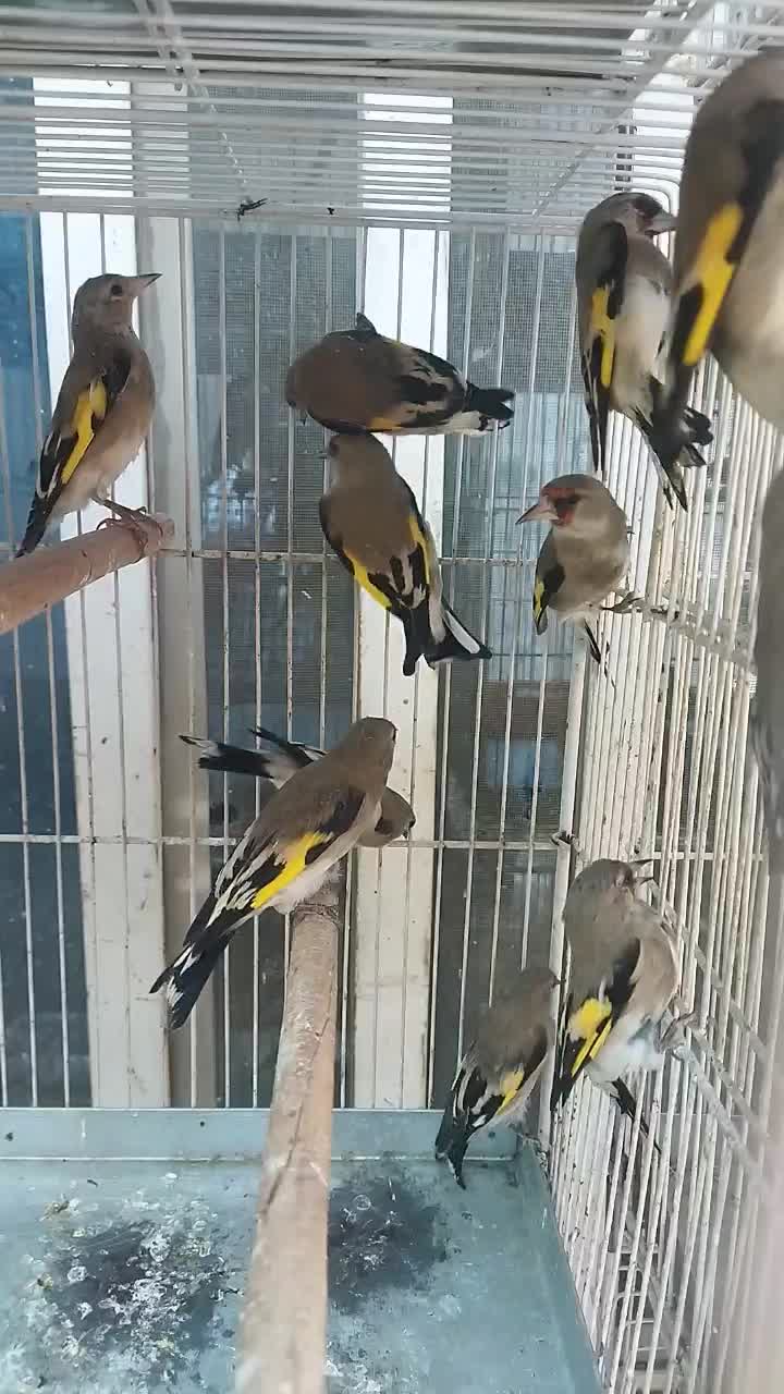 سهره.|پرنده|شیراز, قلعه نو|دیوار