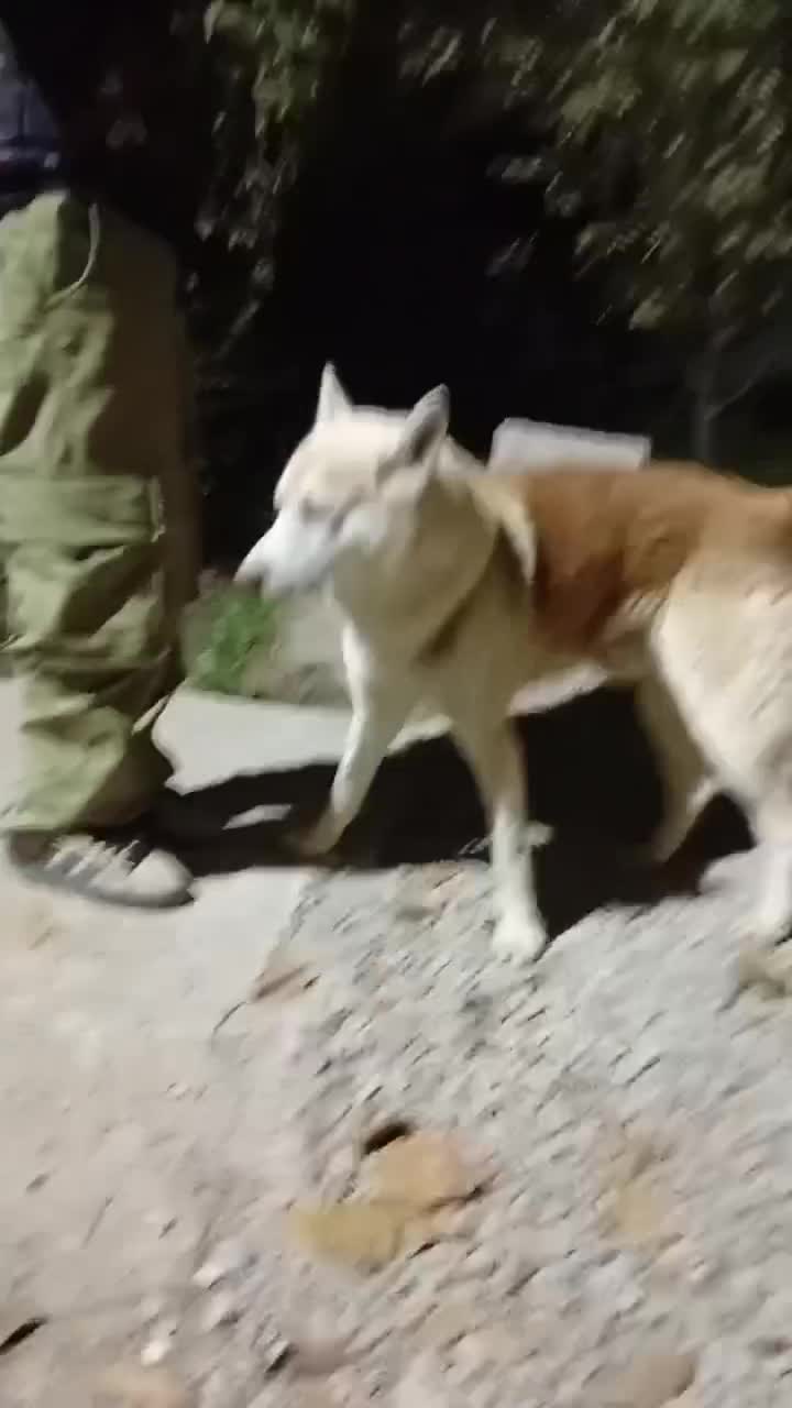 سگ نژاد هاسکی سیبرین|سگ|ملارد, |دیوار