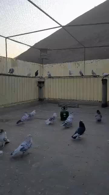 بارجدید|پرنده|کوهدشت, |دیوار