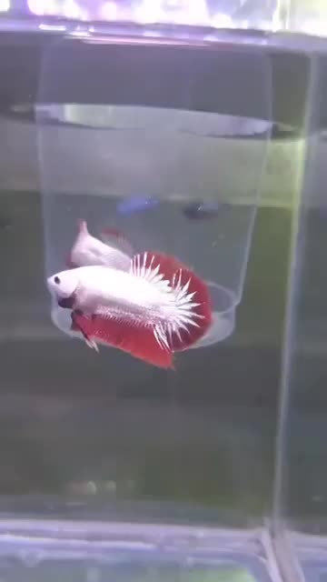 فروش ویژه ماهی فایتر|ماهی|رشت, کاکتوس|دیوار