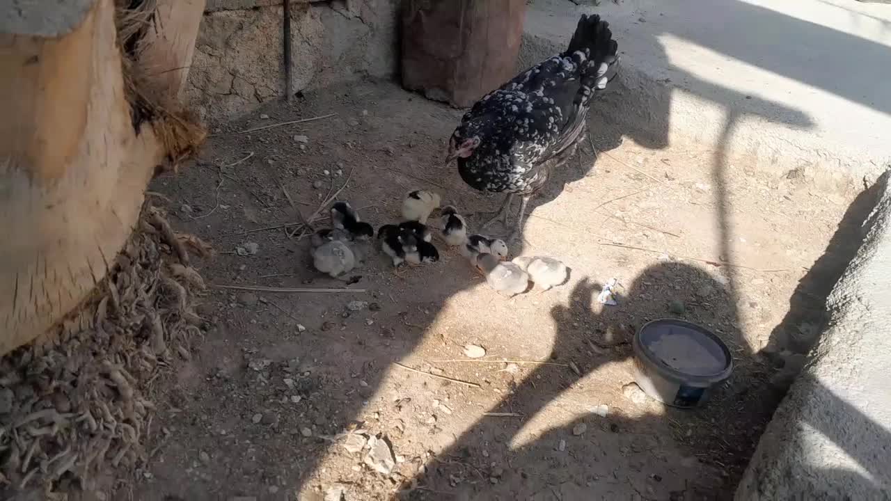 مرغ گلین وجوجه گلین|حیوانات مزرعه|کوه چنار, |دیوار