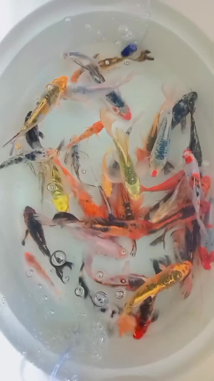 ماهی کوی مولد و پیش مولد|ماهی|اردکان, |دیوار