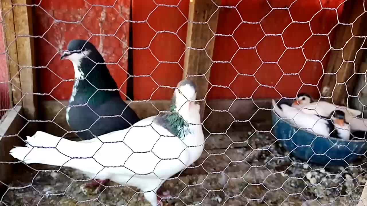 کبوترگلپنبه ای|پرنده|اصفهان, جویباره|دیوار