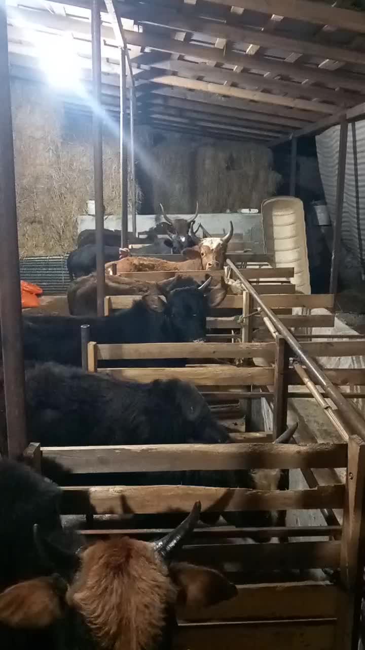 ورزا کوله های چالوسی همه اث فروشی|حیوانات مزرعه|سنگر, |دیوار