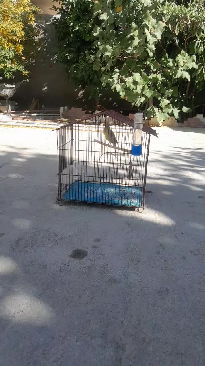 قناری نرآواز خوان ویک سهره خاکی|پرنده|مرودشت, رامجرد یک|دیوار