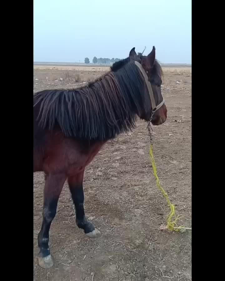 دورگه آروم .یال بلند .موهای پیشانی بلند زیبا|اسب و تجهیزات اسبسواری|مشهد, شهرآباد|دیوار