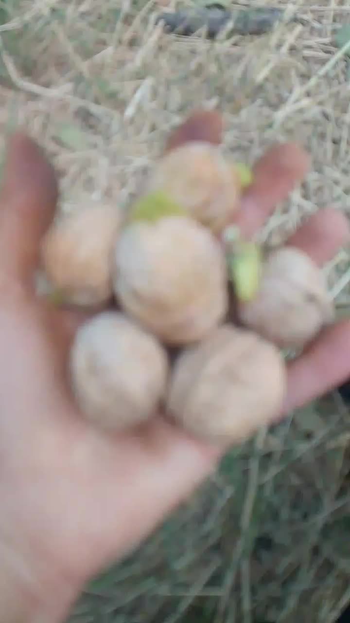 گردو|خوردنی و آشامیدنی|مشهد, رباط طرق|دیوار
