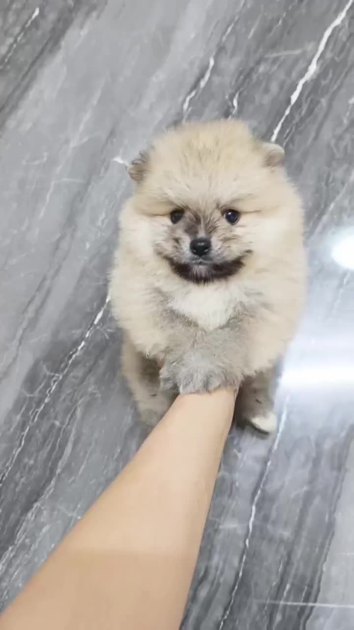 پامرانین خرسی اصیل (تیکاپ) - تضمین اصالت|سگ|مشهد, هدایت|دیوار