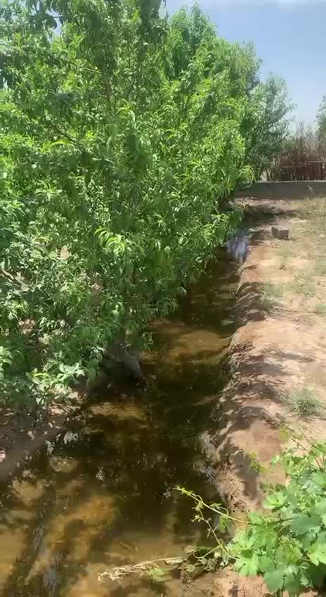 ۵۰۰متر باغ ۷ساله|فروش زمین و ملک کلنگی|رباط‌کریم, رباط‌کریم|دیوار