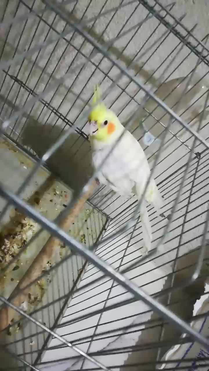 عروس هلندی نر|پرنده|بندر کنگان, |دیوار