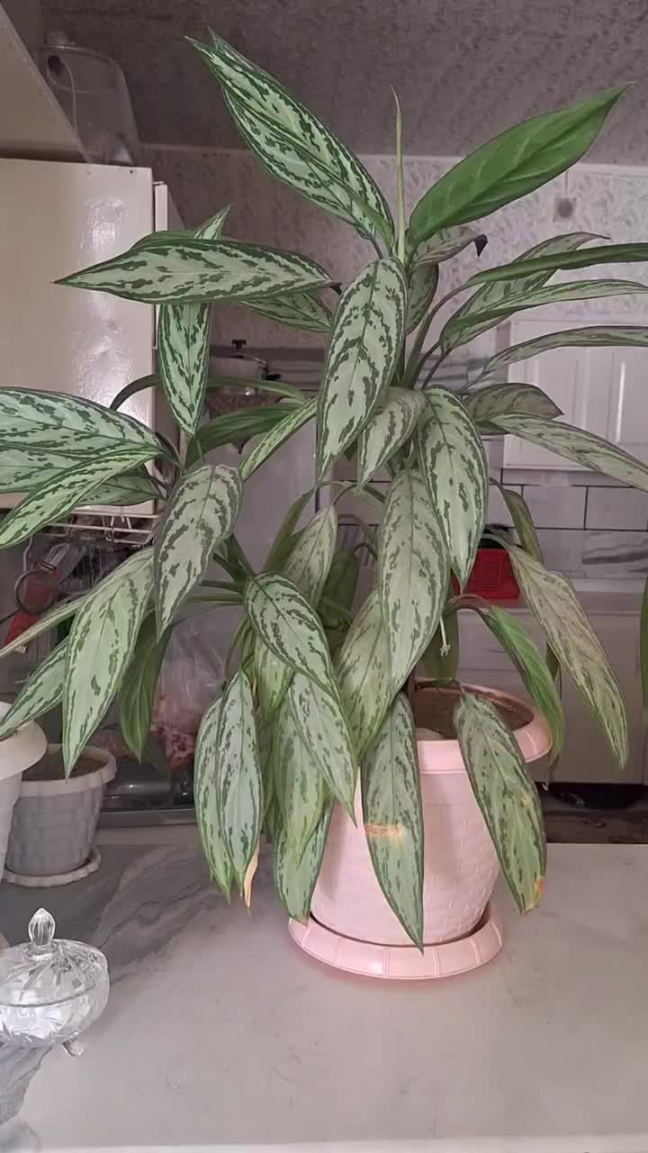 فروش فوری گل|گل و گیاه طبیعی|الیگودرز, |دیوار