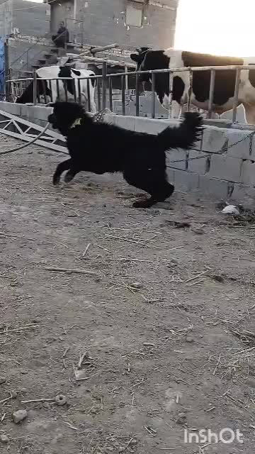 سگ قدرجونی|سگ|پیر بکران, |دیوار